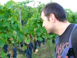 syrah e bello